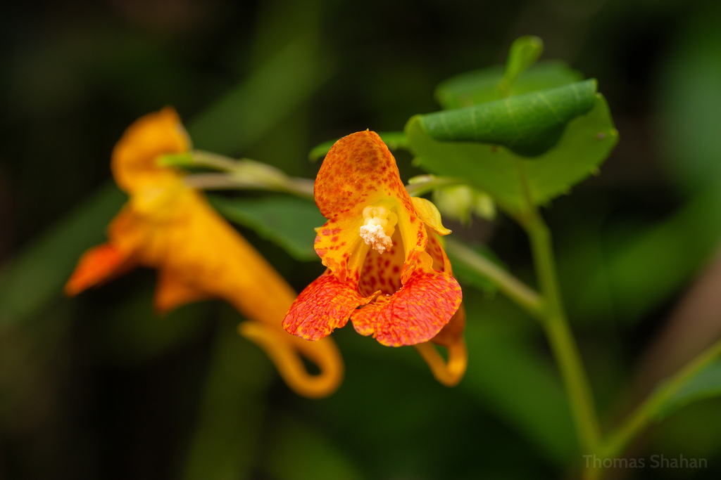 Impatiens capensis