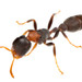 Hormigas Cosechadoras - Photo (c) Steven Wang, algunos derechos reservados (CC BY-NC), subido por Steven Wang
