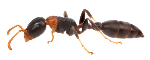 海地伪切叶蚁Pseudomyrmex haytianus