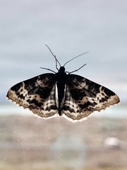 Rheumaptera hastata thulearia