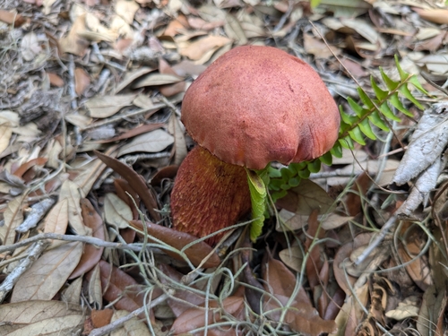 Exsudoporus floridanus