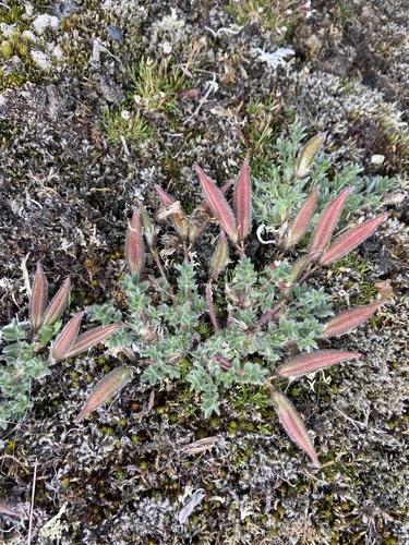 Image of Oxytropis czukotica by (c) Maria Khoreva, some rights reserved (CC BY)
