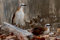 Turdoides gymnogenys