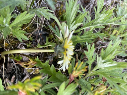Image of Taraxacum arcticum by (c) Maria Khoreva, some rights reserved (CC BY)