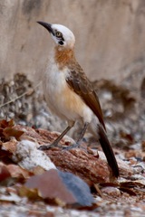 Turdoides gymnogenys