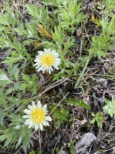 Image of Taraxacum arcticum by (c) Maria Khoreva, some rights reserved (CC BY)