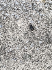 Lucanus placidus