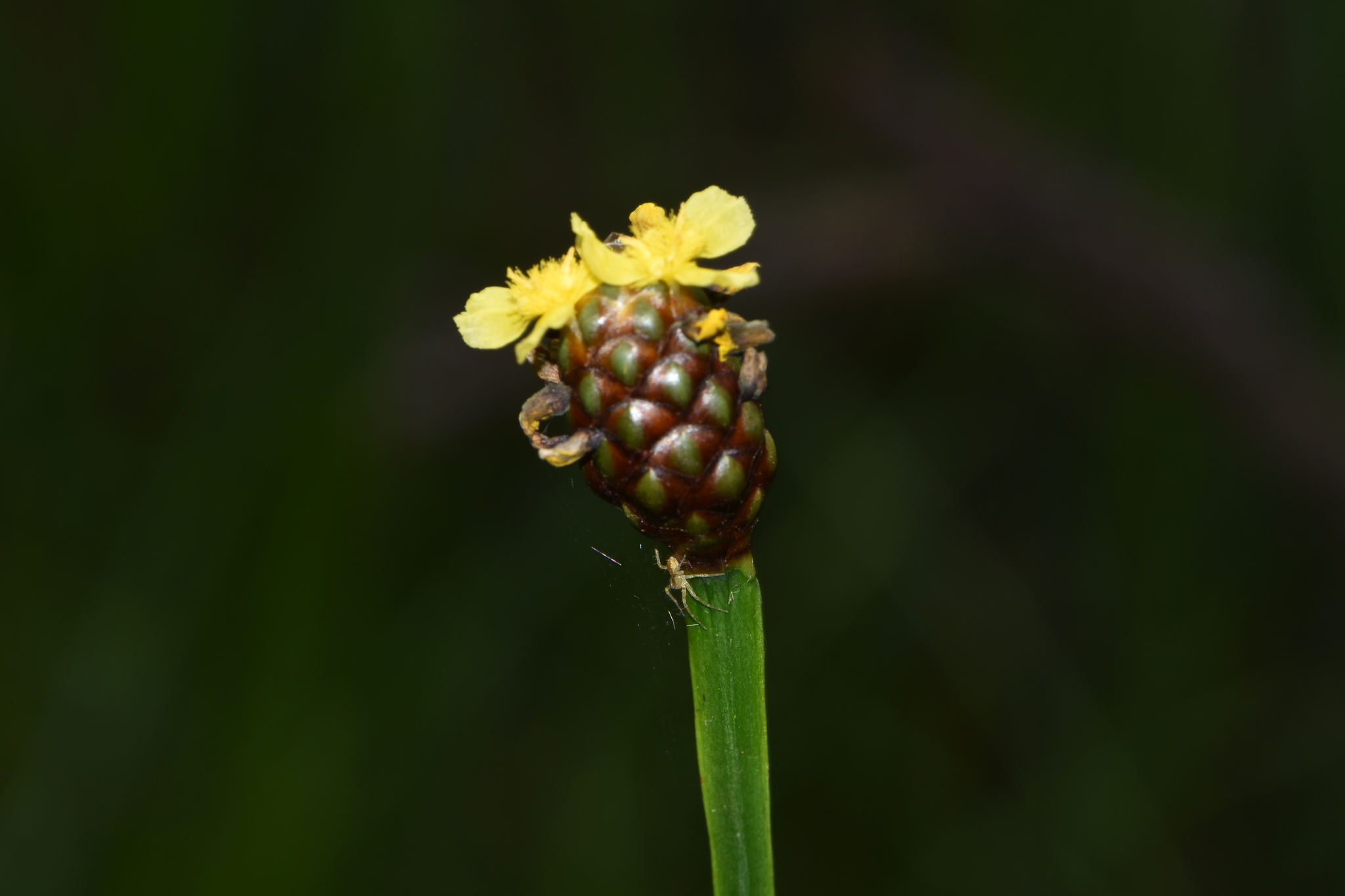Xyris laxifolia