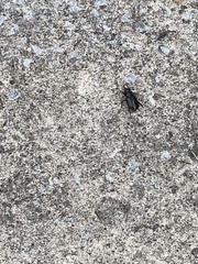 Lucanus placidus