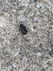 Lucanus placidus