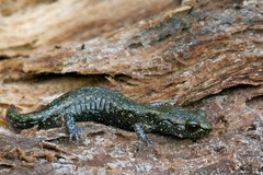 Aneides flavipunctatus