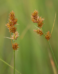 Carex colchica