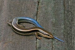 Plestiodon skiltonianus skiltonianus