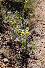 Helichrysum auriceps