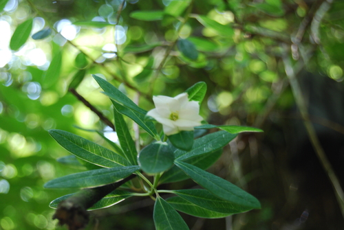 Euphorbia xylopoda