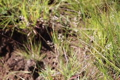 Eragrostis racemosa