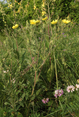 Potentilla astracanica