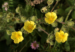 Potentilla astracanica