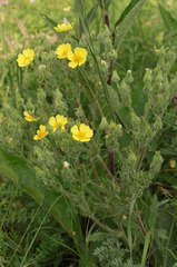 Potentilla astracanica