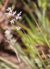 Eragrostis racemosa