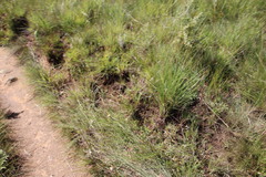Eragrostis racemosa