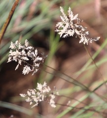 Eragrostis racemosa