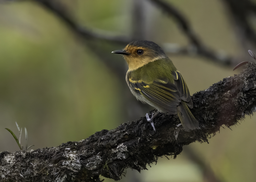 Ruddy Tody-Flycatcher illustration