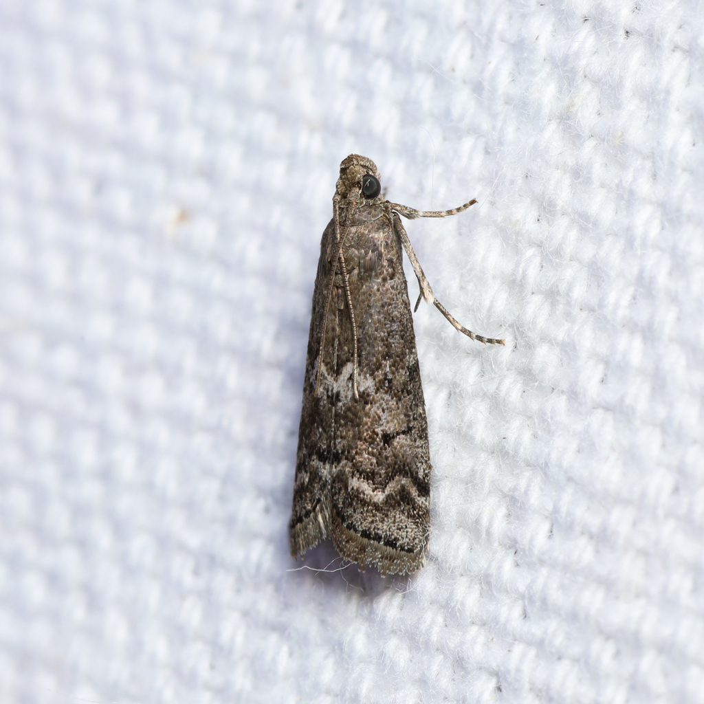 Elm Leaftier Moth
