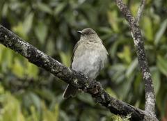 Pantepui Thrush photo 2