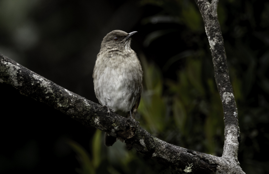 Pantepui Thrush
