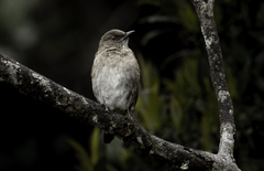 Pantepui Thrush photo 1