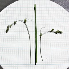 Carex laeviculmis