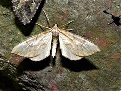 Gandaritis pyraliata