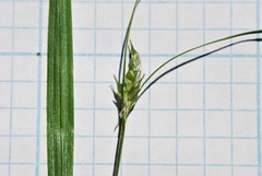 Carex laeviculmis