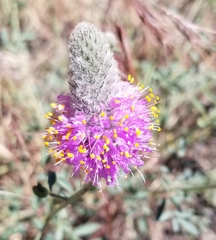 Dalea ornata