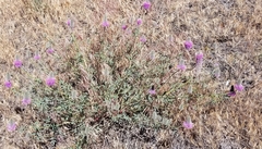 Dalea ornata