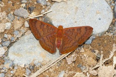 Emesis mandana