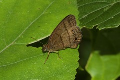 Yphthimoides renata