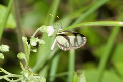 Ithomia salapia
