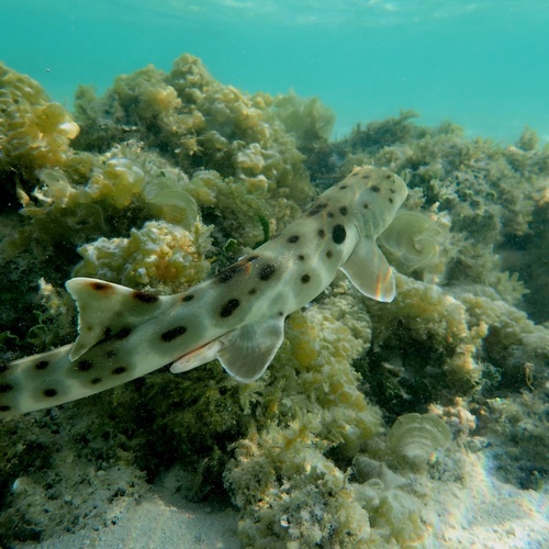 Epaulette shark photographed at Capricornia Cays National Park, Eurimbula, QLD, AU