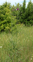 Centaurea scabiosa adpressa