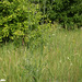 Centaurea scabiosa adpressa - Photo (c) Sergey Mayorov, osa oikeuksista pidätetään (CC BY-NC), uploaded by Sergey Mayorov