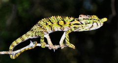 Furcifer antimena