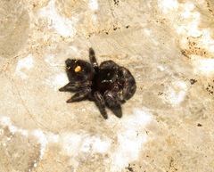 Phidippus audax