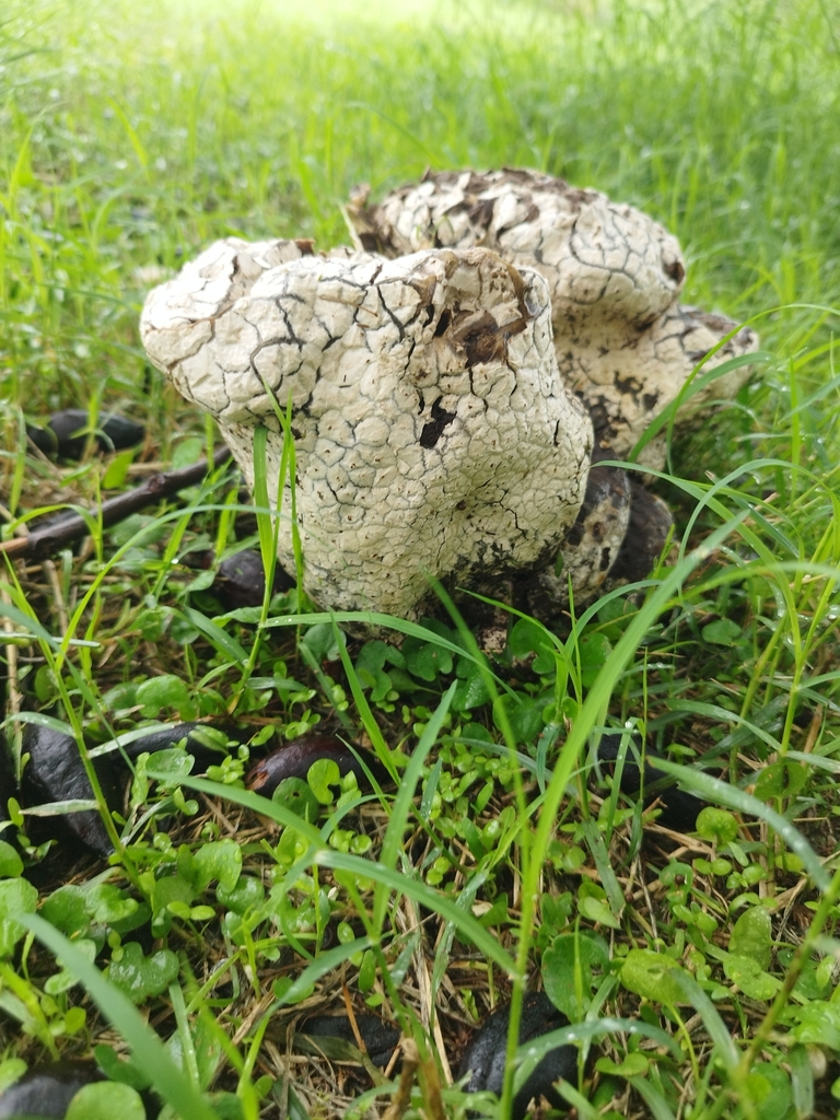 Calvatia cyathiformis · March 2024 · photo: © seba_fornes (iNaturalist, cc-by)