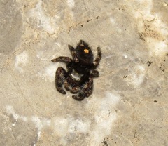 Phidippus audax