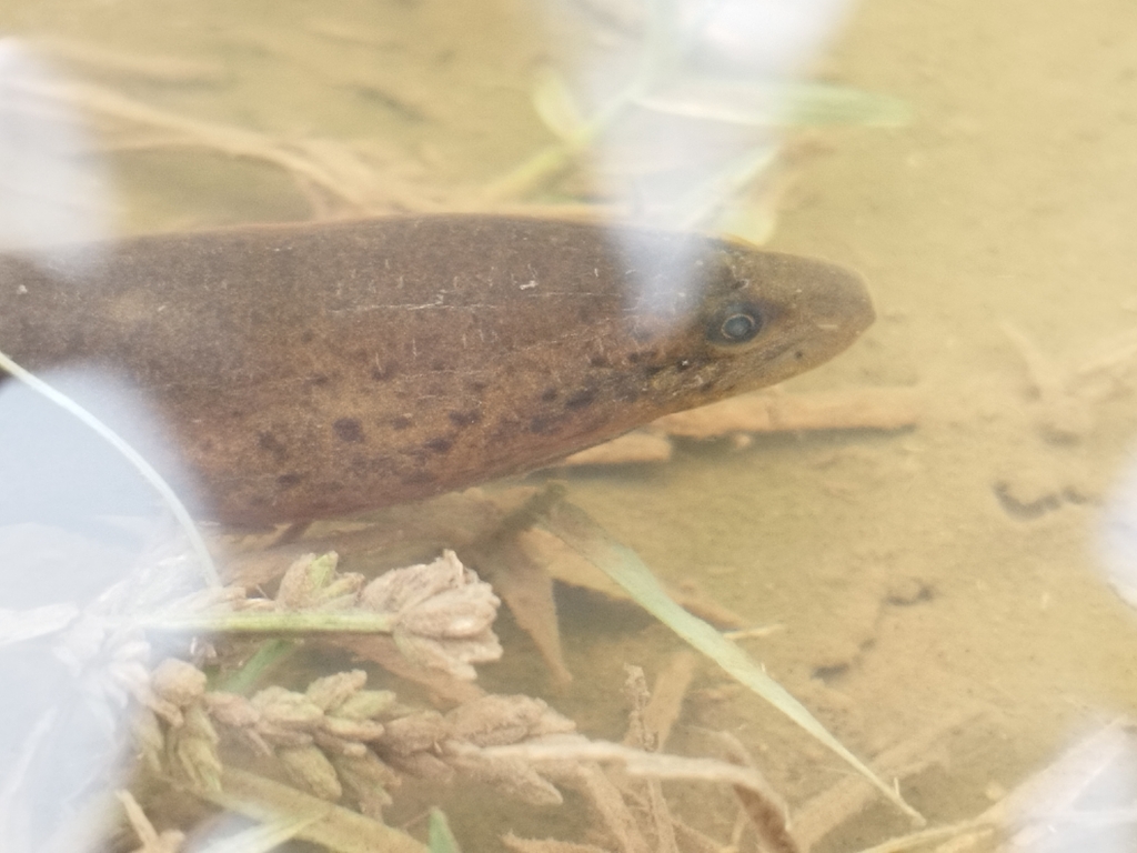 Marbled Swamp Eel (Synbranchus marmoratus)