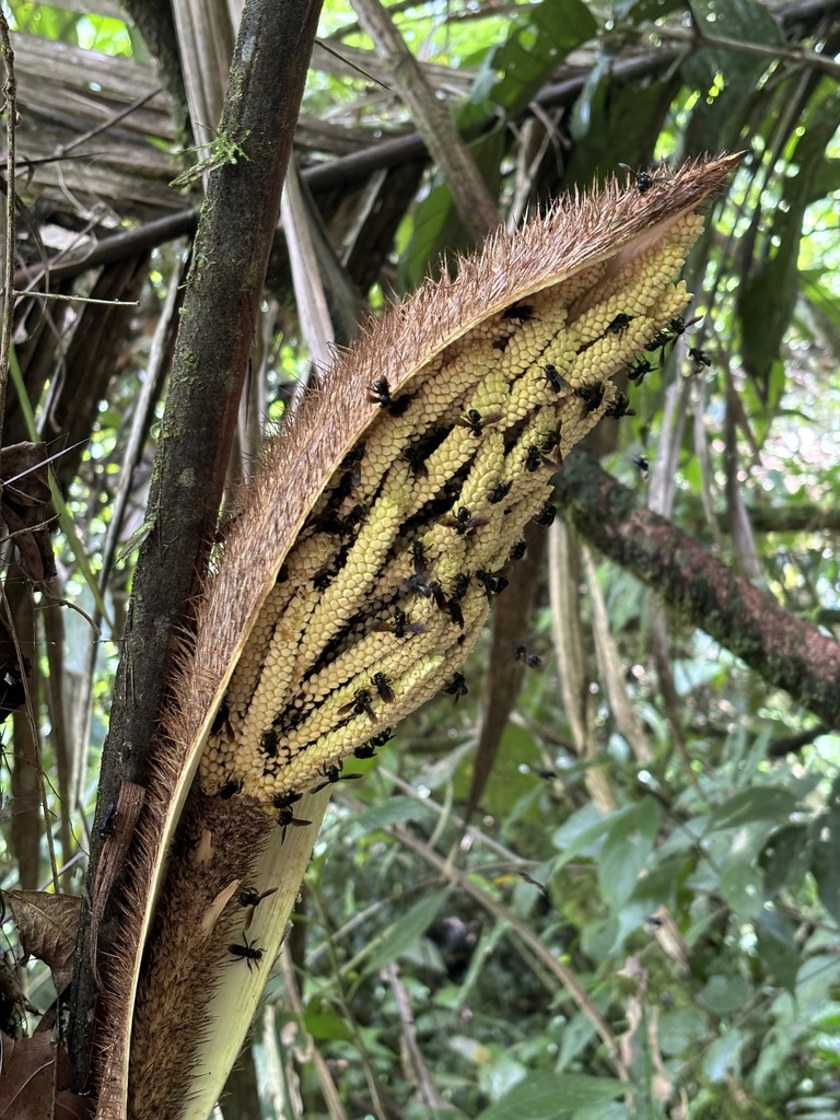 Winged and Once-winged Insects from Mistico Park, San Carlos, Alajuela ...