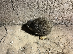 Atelerix albiventris