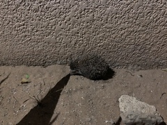 Atelerix albiventris
